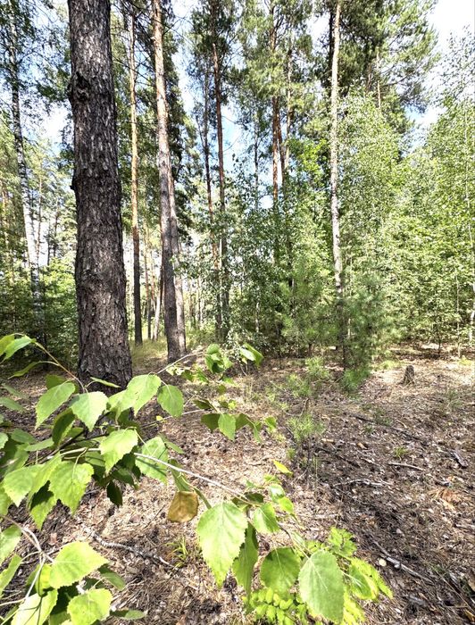 Земельна ділянка під будівництво!ЛІС ! 24сотки. Пилиповичі.