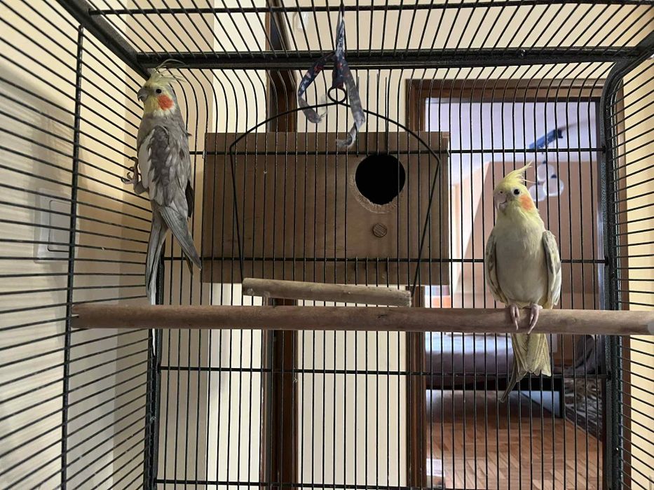 Papugi Nimfy (parka)