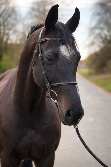 Wałach 9 lat profesor na poziomie klasy N/C skoki