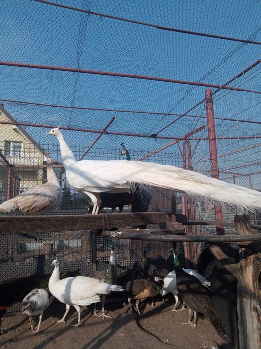 Paw szmaragdowy biały, samiec, 3 letni