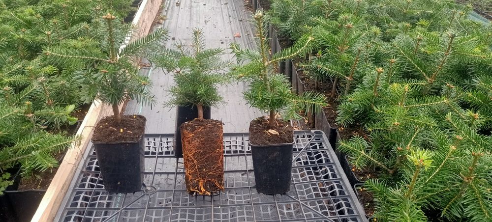 Jodła Kaukaska sadzonka doniczka 0,8L