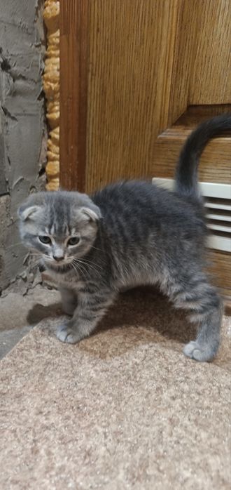 Котята веслоухие