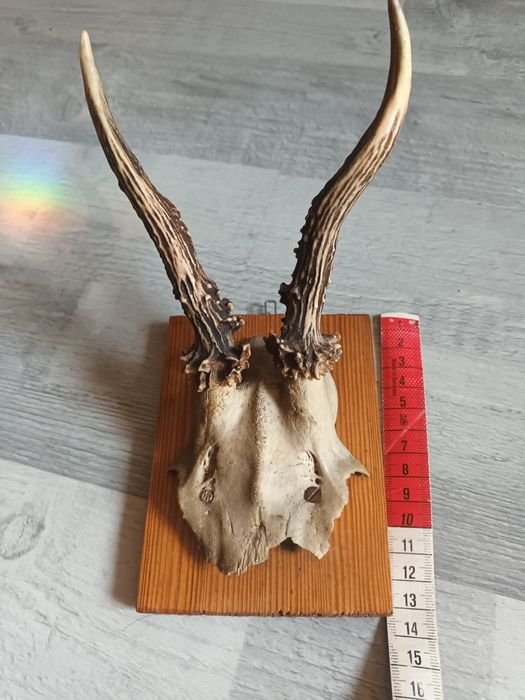 Poroże jelonka małe