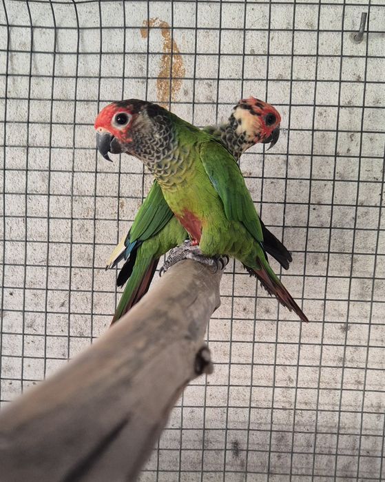 Pyrrhuras roseifrons casal
