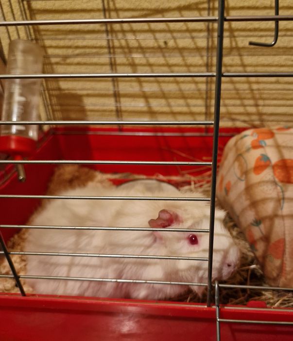 Oddam świnkę morską z klatką