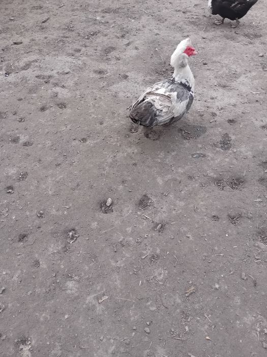 Kaczory piżmowe/zamiana lub sprzedaż