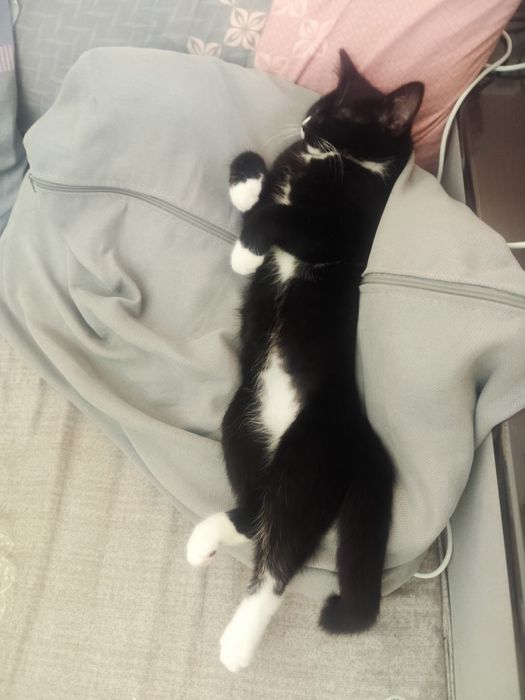 Котик, 9 місяців у добрі руки