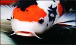 KARP KOI do oczka wodnego lub stawu