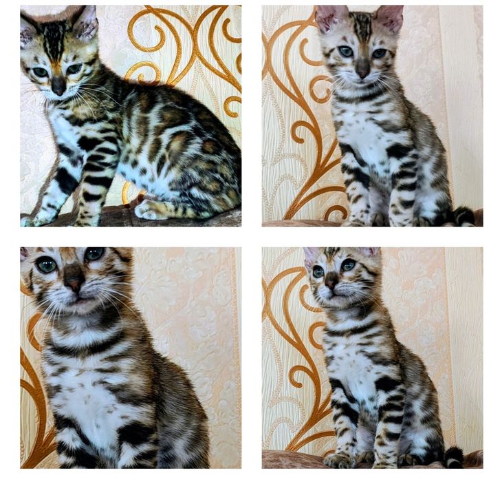 Бенгальський хлопчик