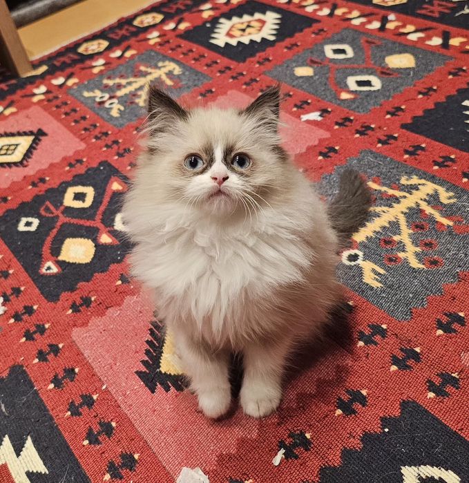 Kotka Ragdoll już do odbioru