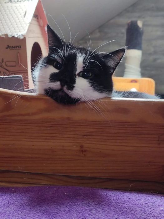 Kot ideał Buki do adopcji