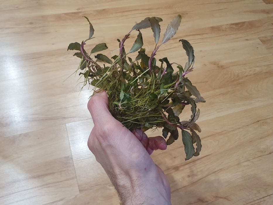 Bucephalandra duży.