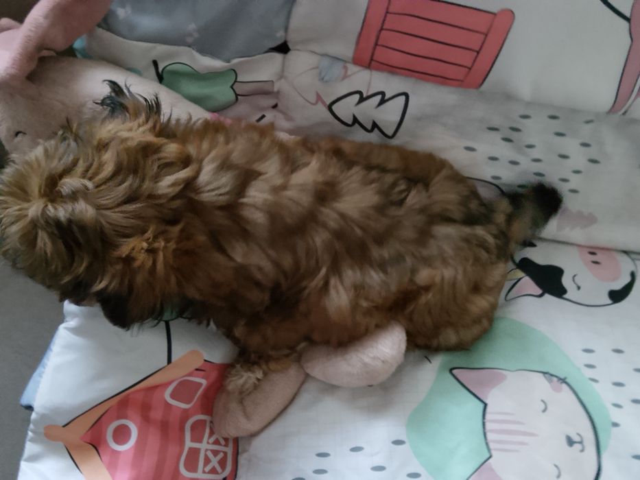 Shih tzu czekoladowa dziewczynka gotowa do odbioru