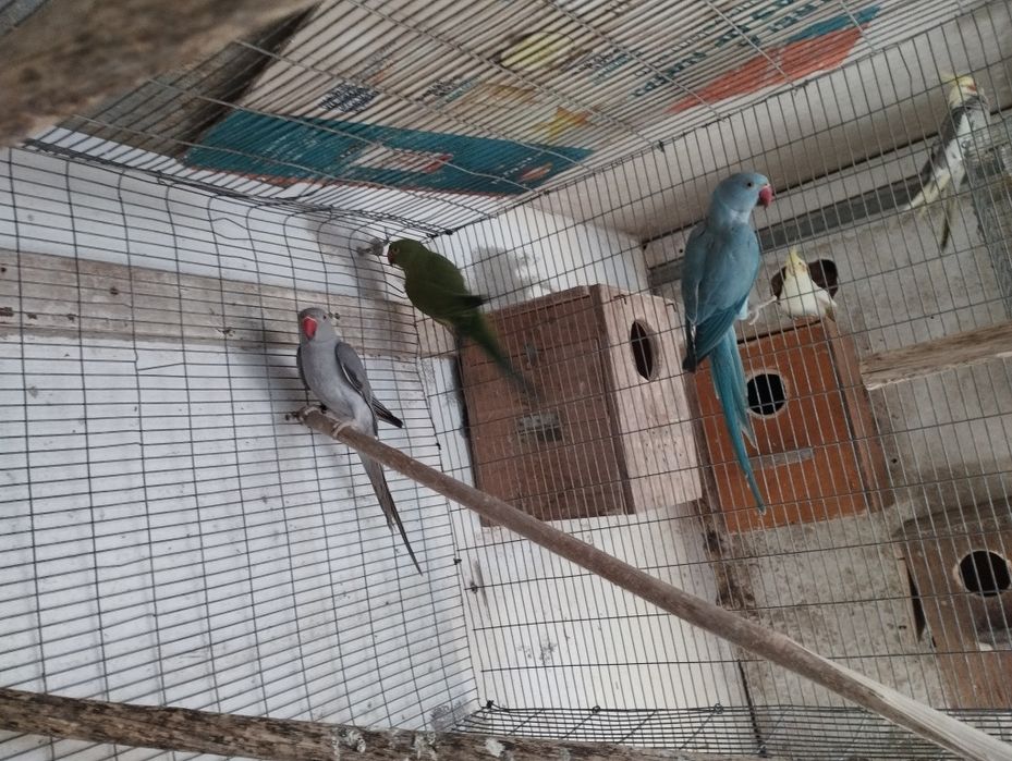 Rings necks para trocar