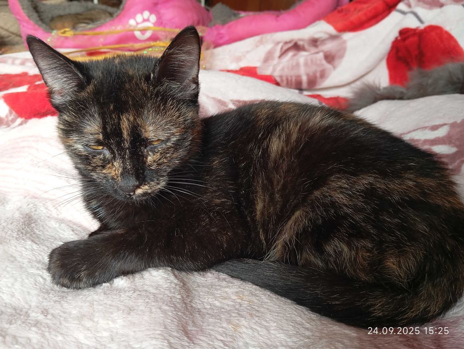 Марті потрібна сім"я