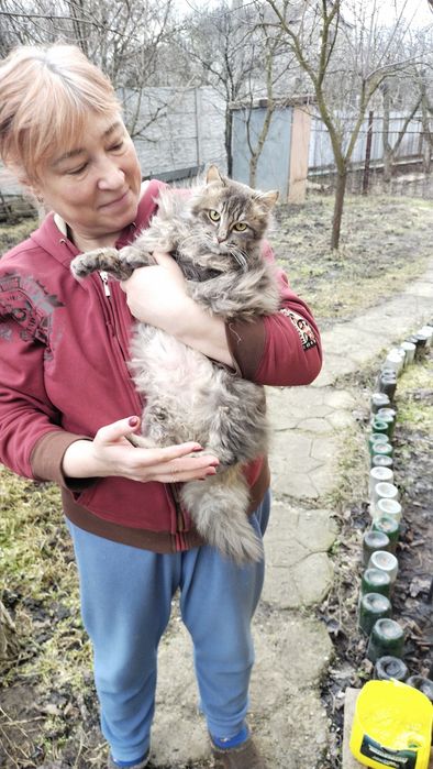 Котик 7-8 месяцев, пушистый, ласковый, мурчащий . В хорошие,добрые  ру
