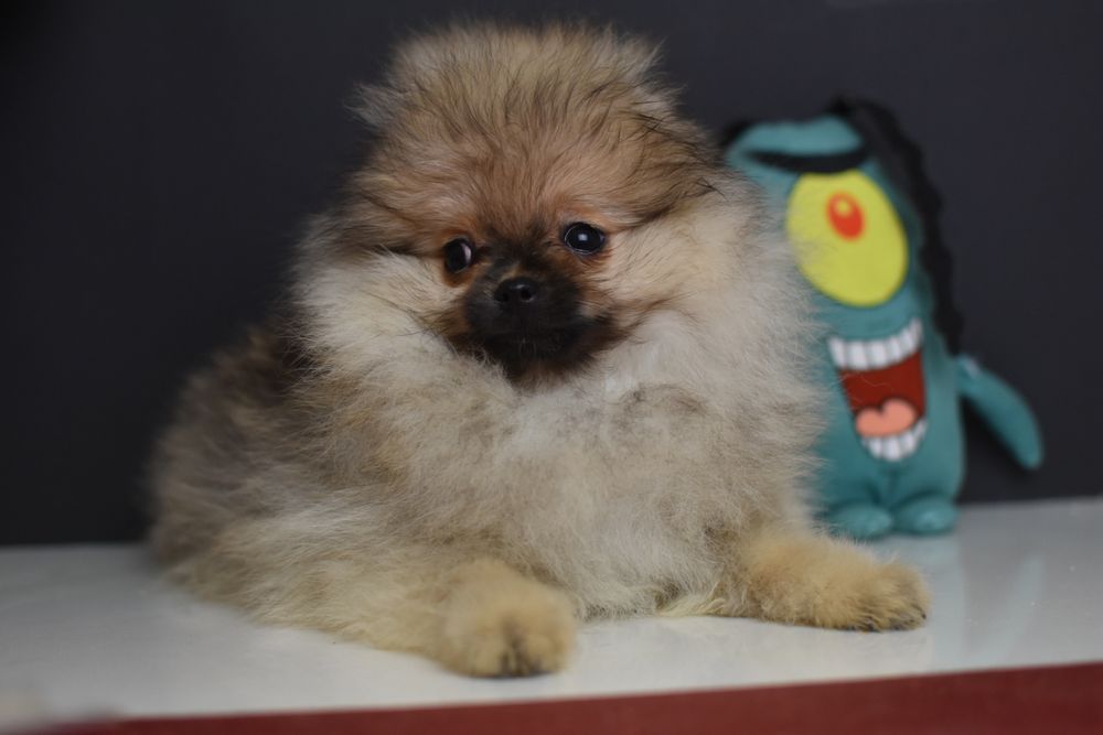 Гарні хлопчики померанчики шпиці