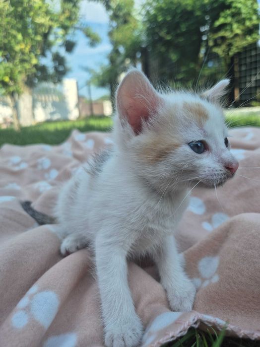 Dwie małe kotki do adopcji