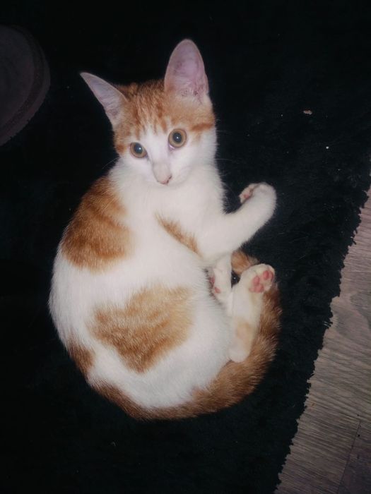 Gatinhos bebés para adoção responsável