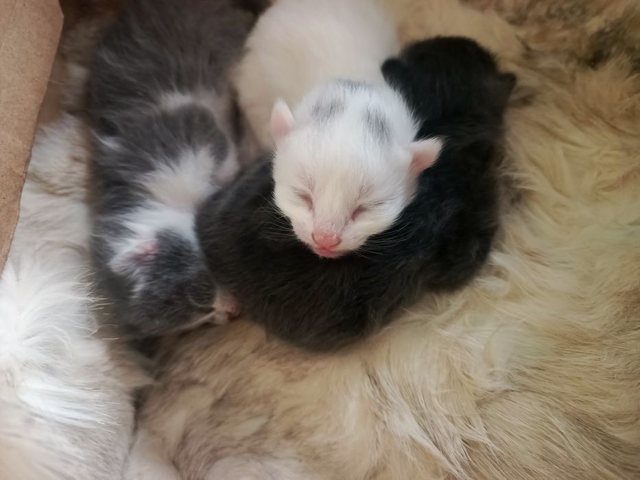 Безкоштовно!!! Муркотяще щастя в добрі руки