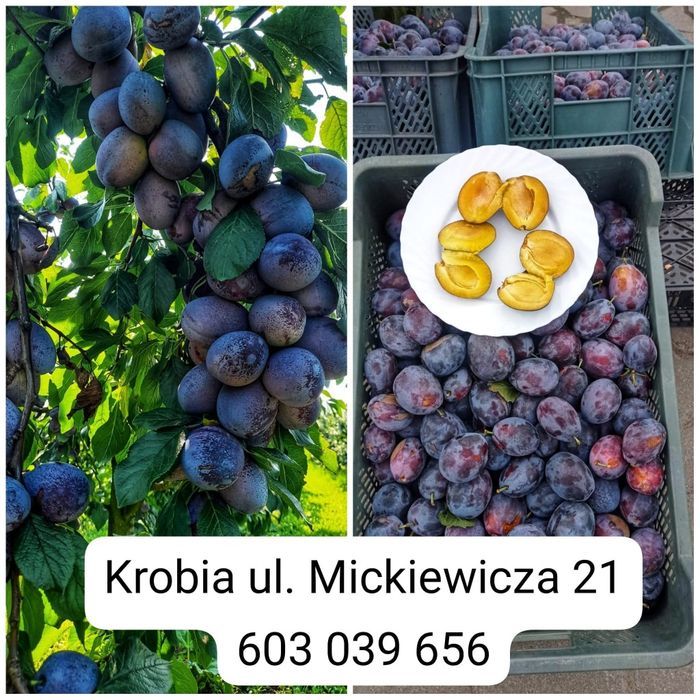 Śliwki Świerzo rwane