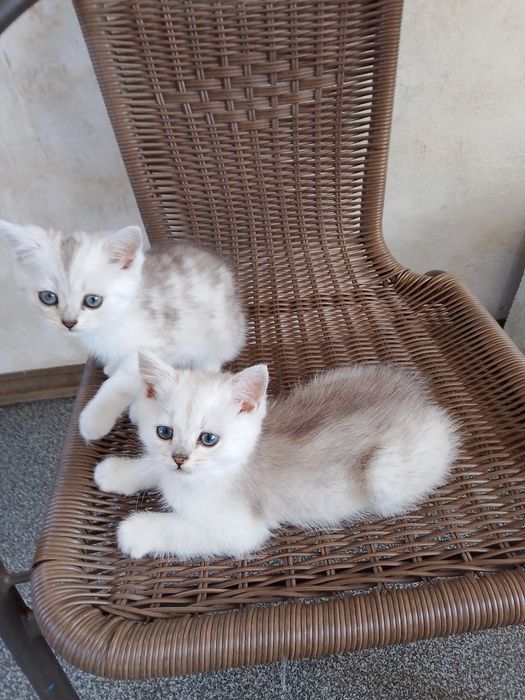 Продам британських котят 2 месяца
