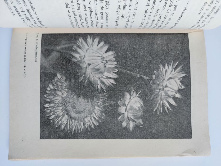 Uprawa roślin ozdobnych w POD - Izabela Kiljańska