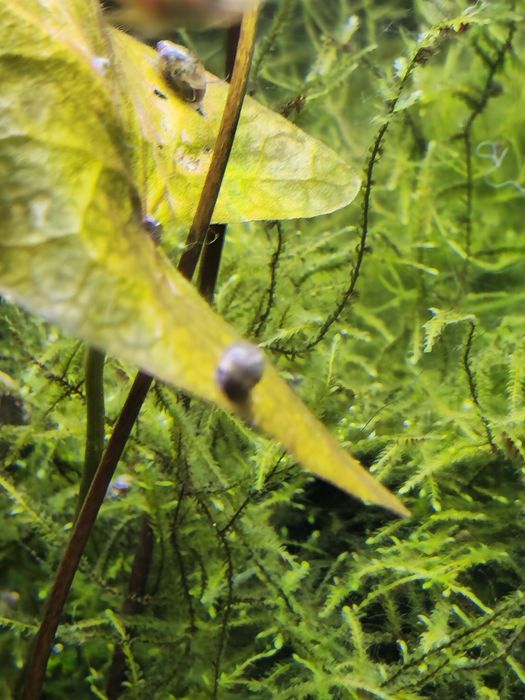 Caracol Physas para aquario