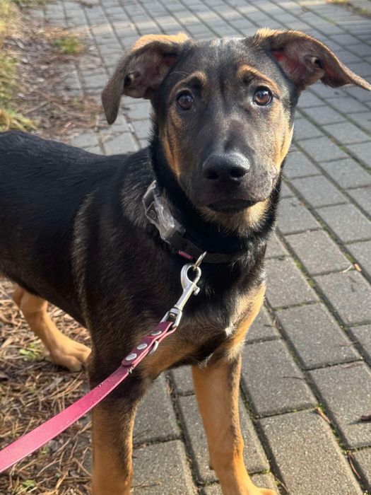 Piesek Pogo szuka domku