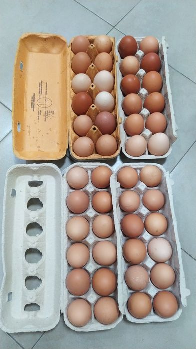 Ovos GALADOS Galinhas Criadas Ar Livre