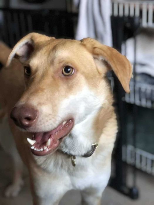 Kajmak poleca się do adopcji