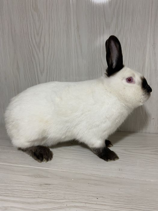 Каліфорнія пара 1+1