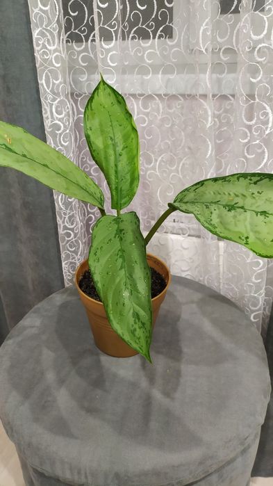 Вазони терміново