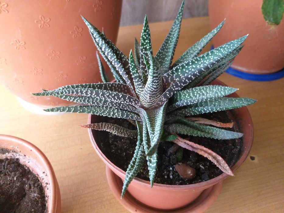 Соккуленты детки