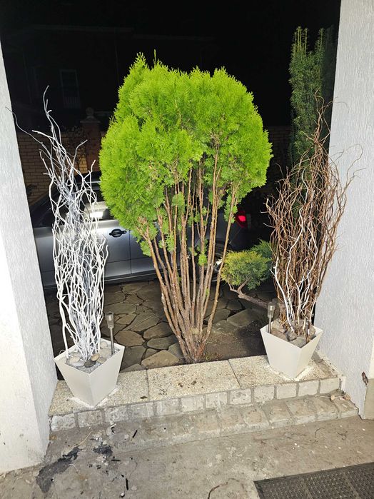 гілки верби  матсудана