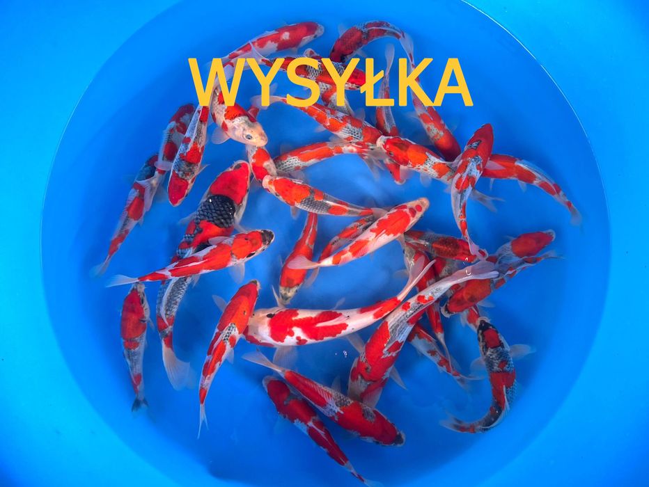 Japońskie karpie koi - WYSYŁKA - import 2026 Stargard