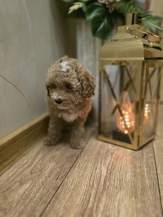 Maltipoo cudny piesio jak owieczka