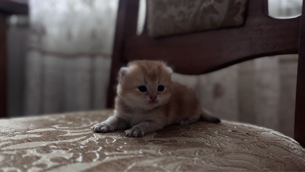 Хлопчик шиншилка