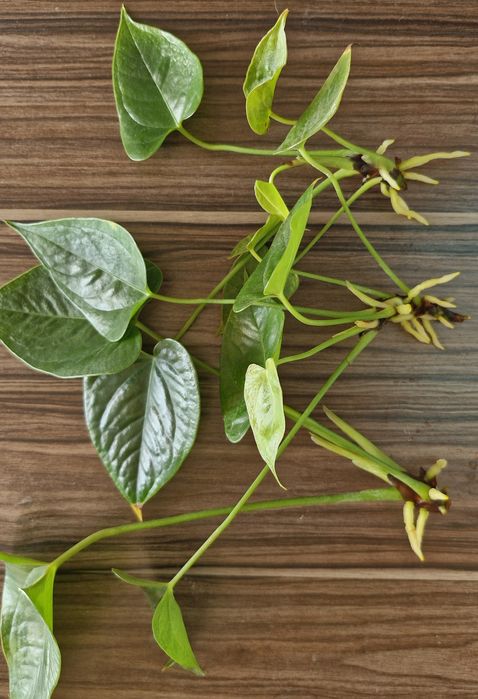 Антуріум червоний.