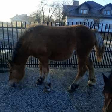 Sprzedam młodego konia