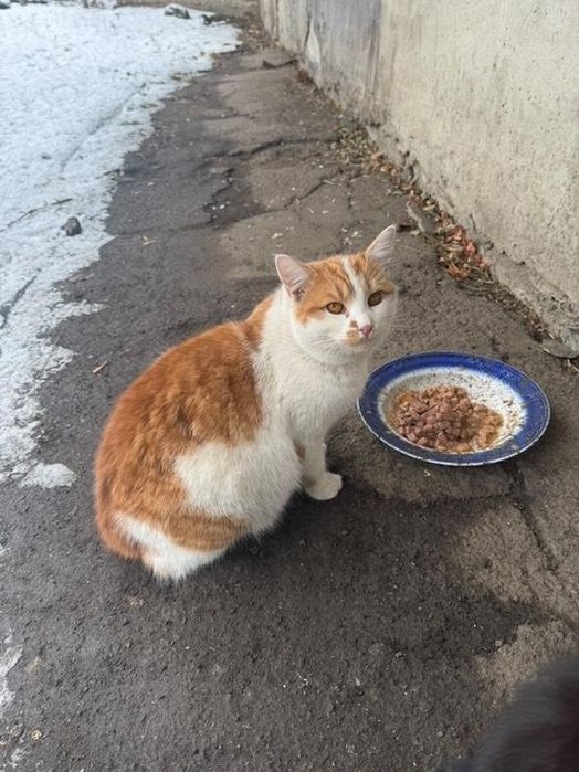 Отдам рыже-белого котенка, 6 месяцев,  мальчик