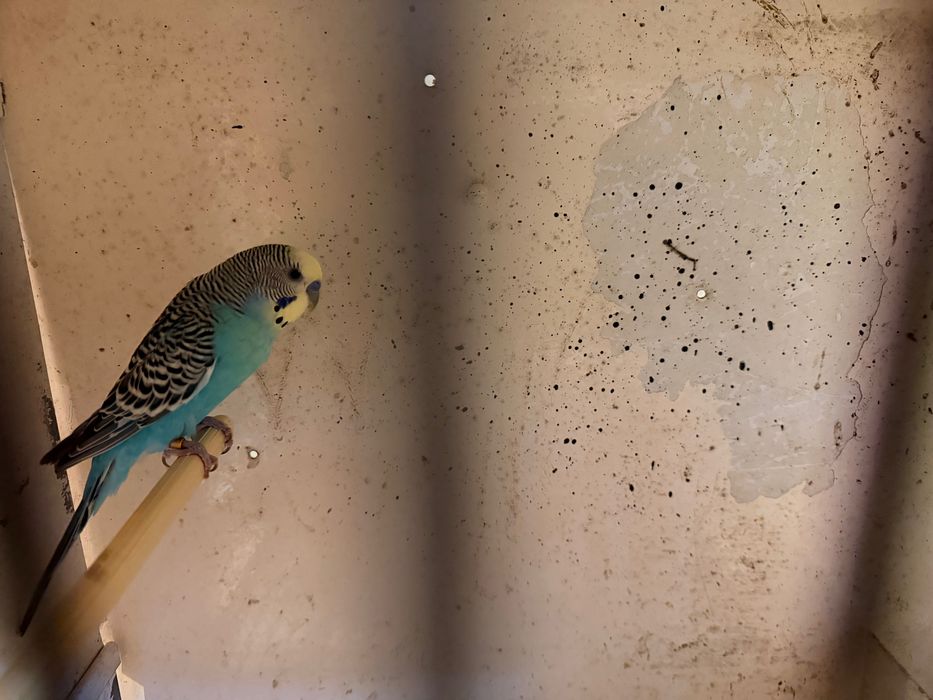 Aves para ceder