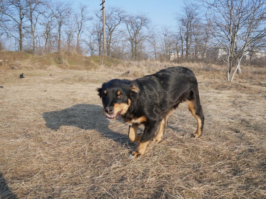 Щенок в добрые руки!