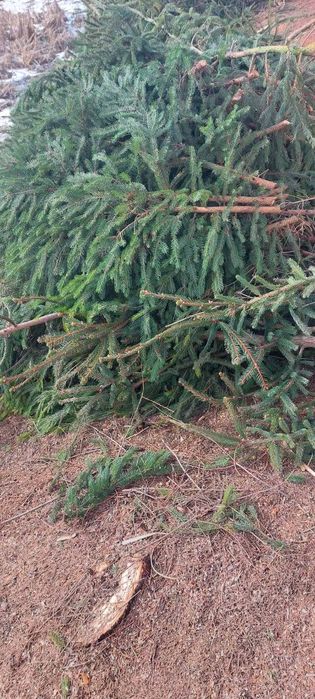 Гілки з ялинки на корм. Безкоштовно
