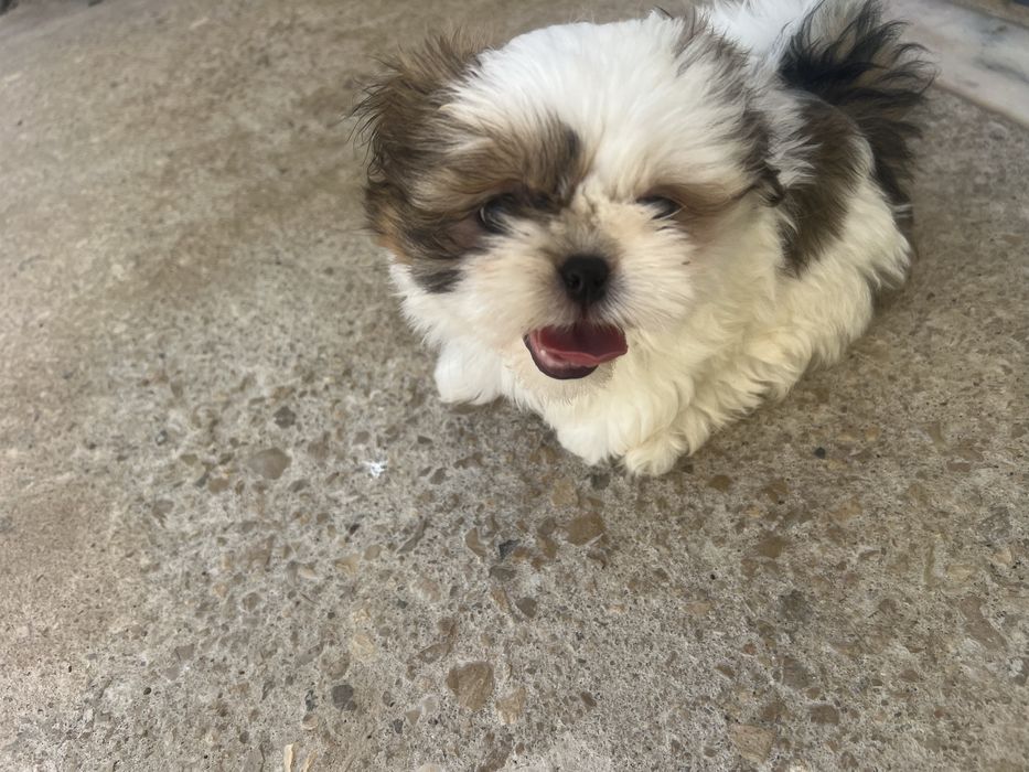 Shih—tzu  femea.