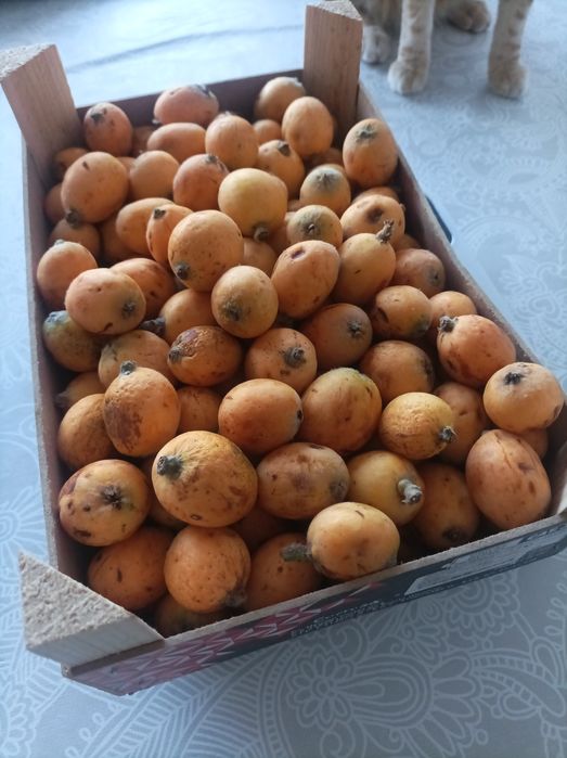 Nêsperas biológicas