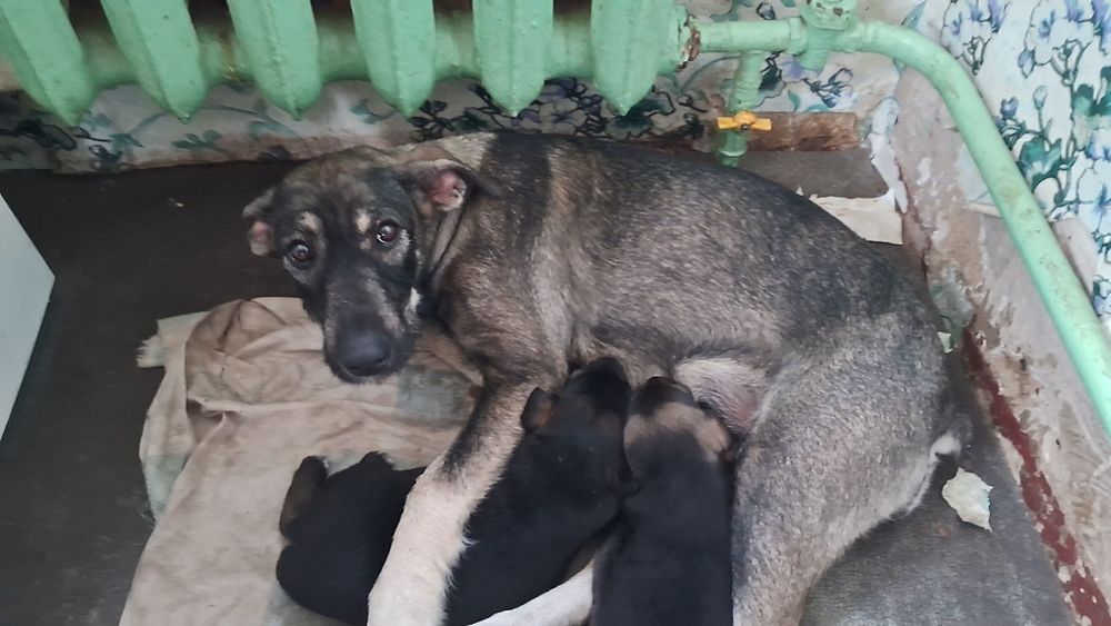 Щенки Гончей собаки