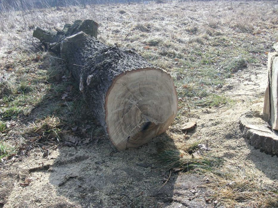 drewno dąb konar