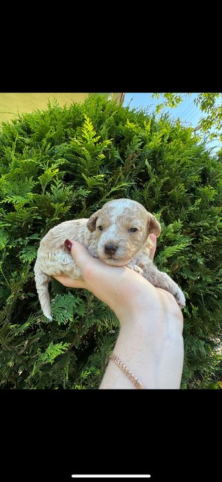 Мальтипу віп дівчинка