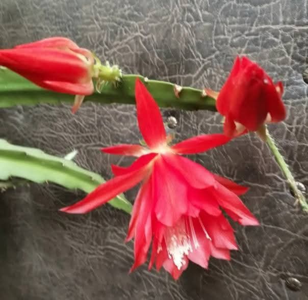 Епіфіллюм епіфіллум кактус